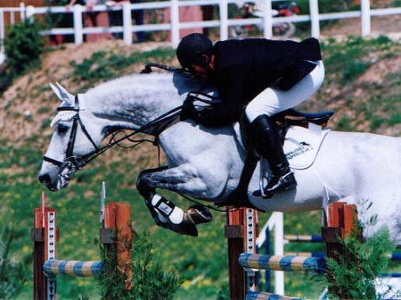 Arturo 8 - Hanovarian Show Jumping Stallion